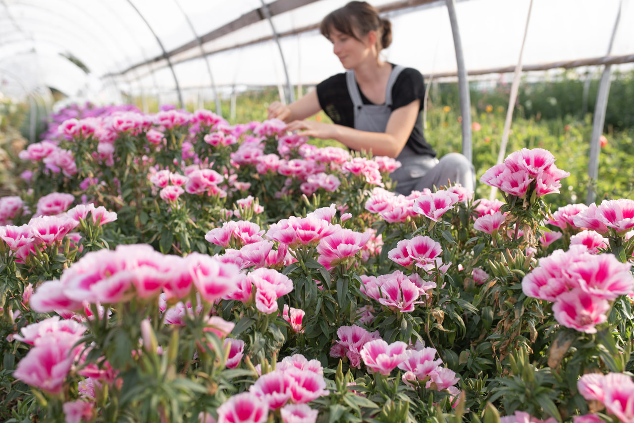 Klarkie Grace Rose Pink, Loukykvět