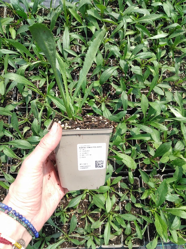 Kopretina Polaris - 9. 6. 2025