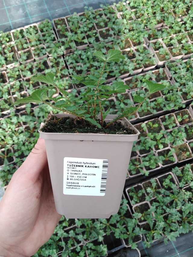 Angervo Kahome - 2024