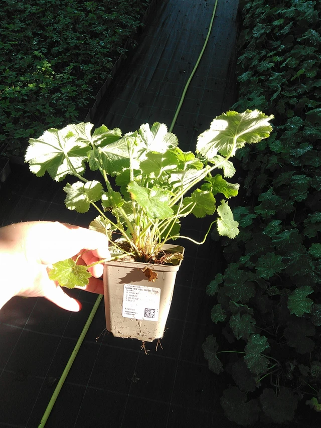 Kontryhel Irish Silk - 19. 8. 2025