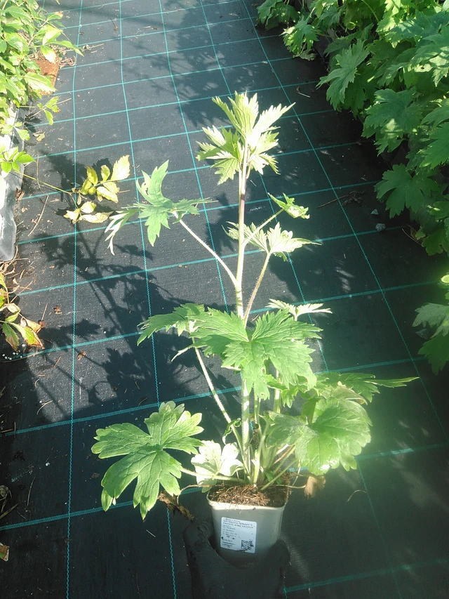 Delphinium Benary’s Pacific King Arthur - 13. 10. 2025