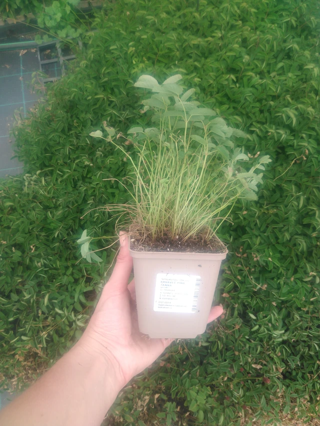 Veriruusuke Pink Tanna - 2024