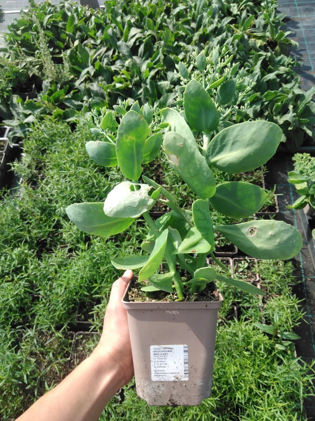 Rozchodník Brilliant - 2024