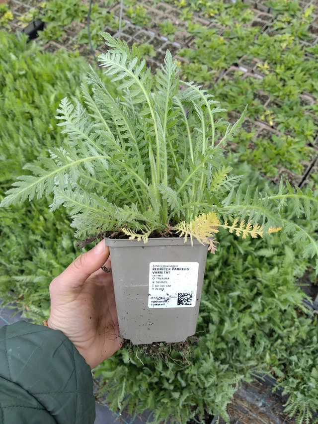 Röllika 'Parkers Varietät' - 21. 4. 2026