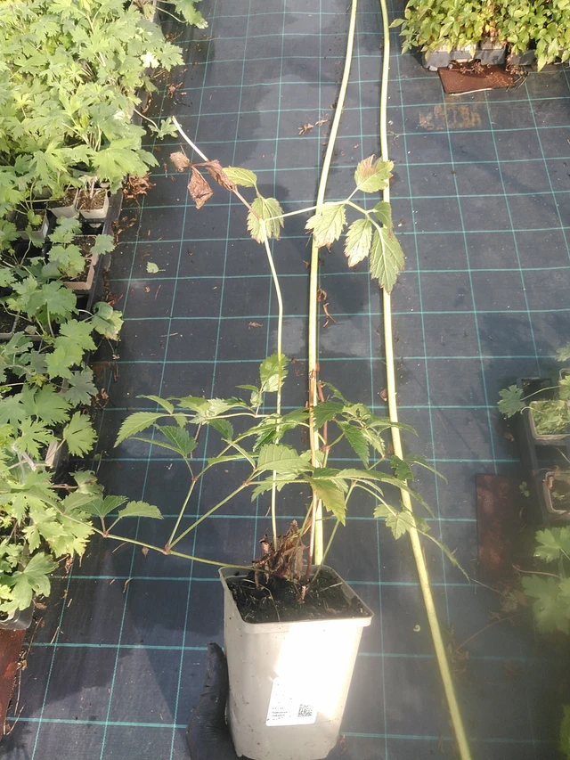 Astilbe Cattleya - 13. 10. 2025