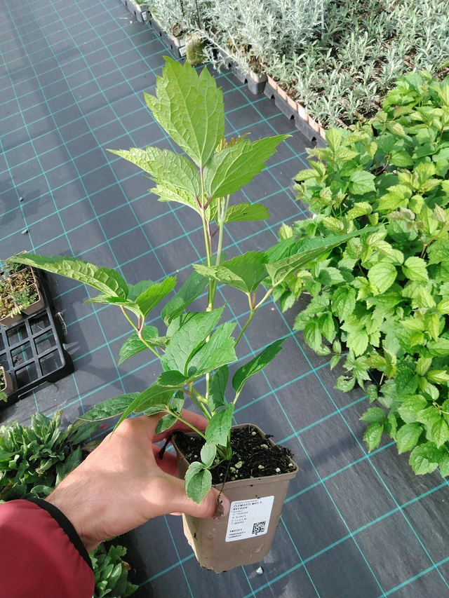 Clematis Mrs R. Brydon - 28. 7. 2025