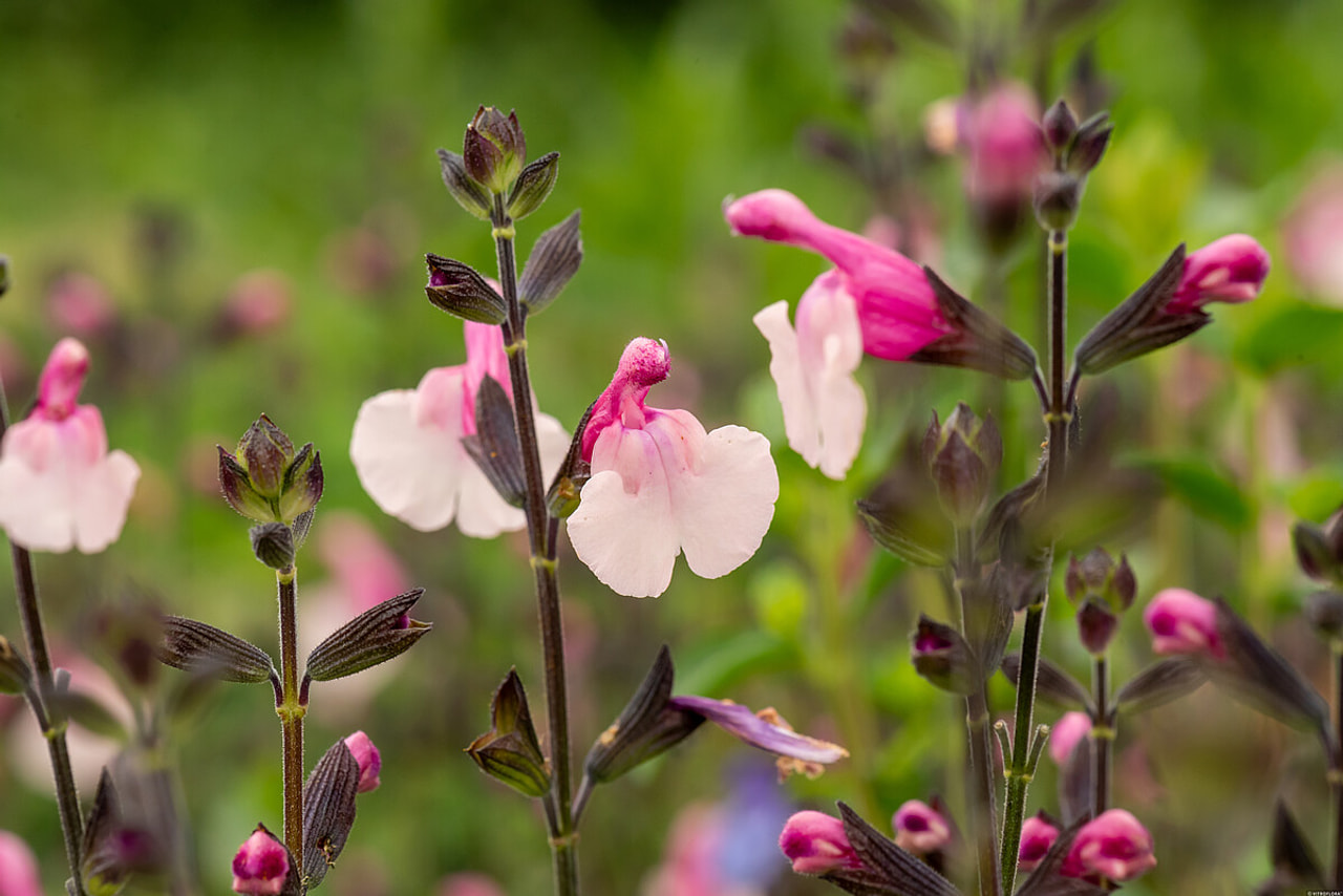 Žajbelj Dancing Dolls, Loukykvět
