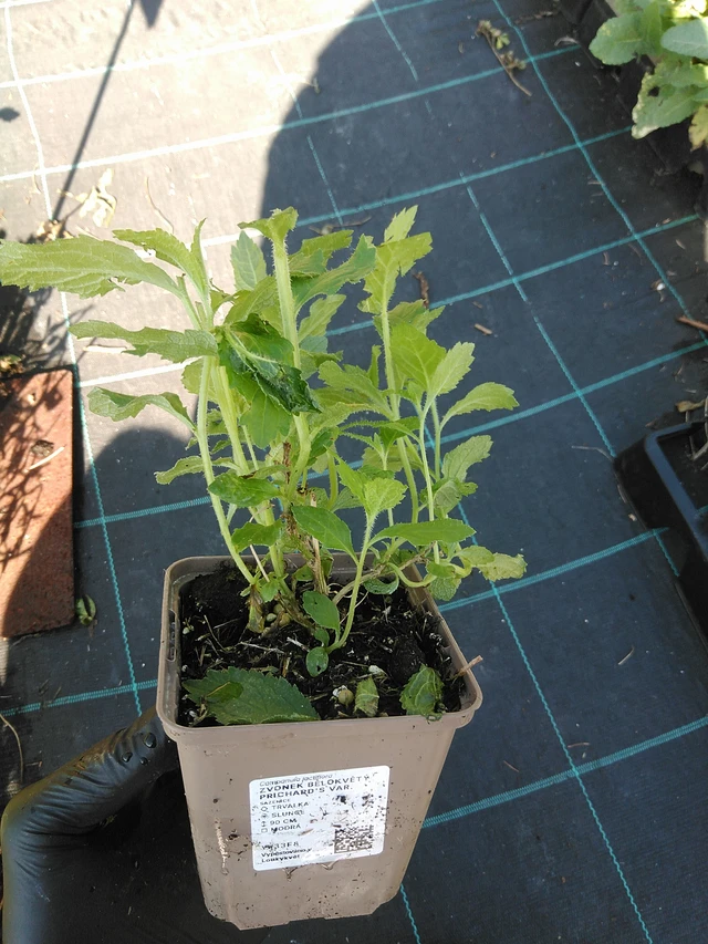 Kellokukka Prichard's Var. - 19. 8. 2025