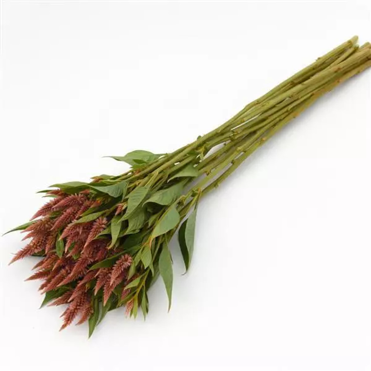 Nevadlec Celway Terracota, Loukykvět