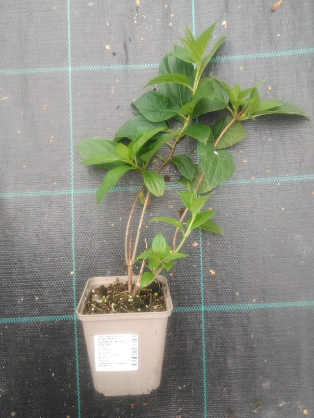 Hortenzie latnatá Silver Dollar - 2024