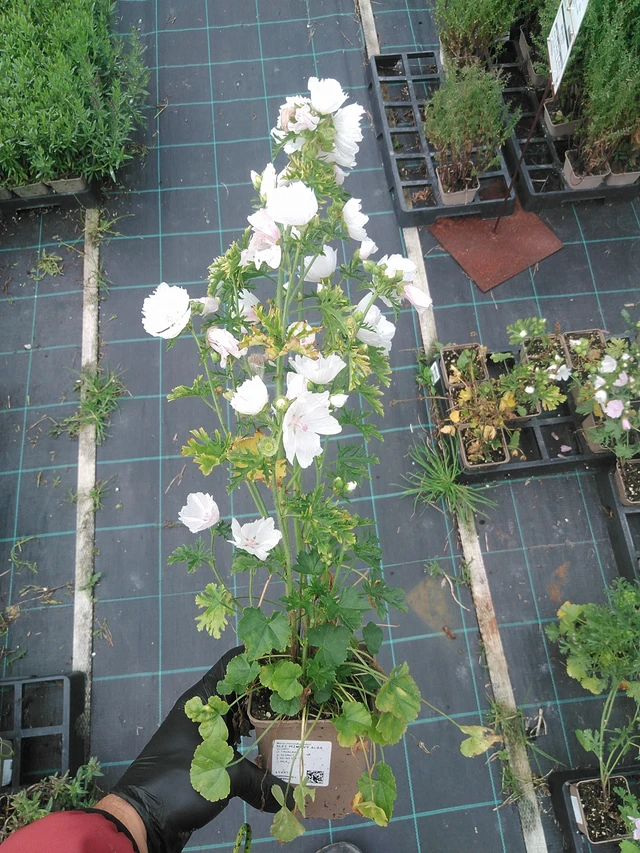 Sléz pižmový Alba - 4. 8. 2025