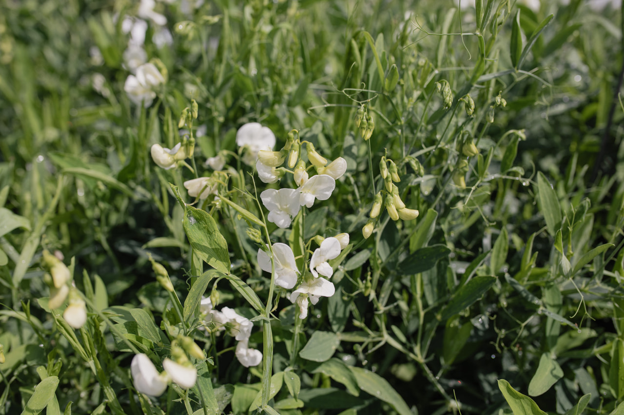 Hrachor White Pearl, Loukykvět