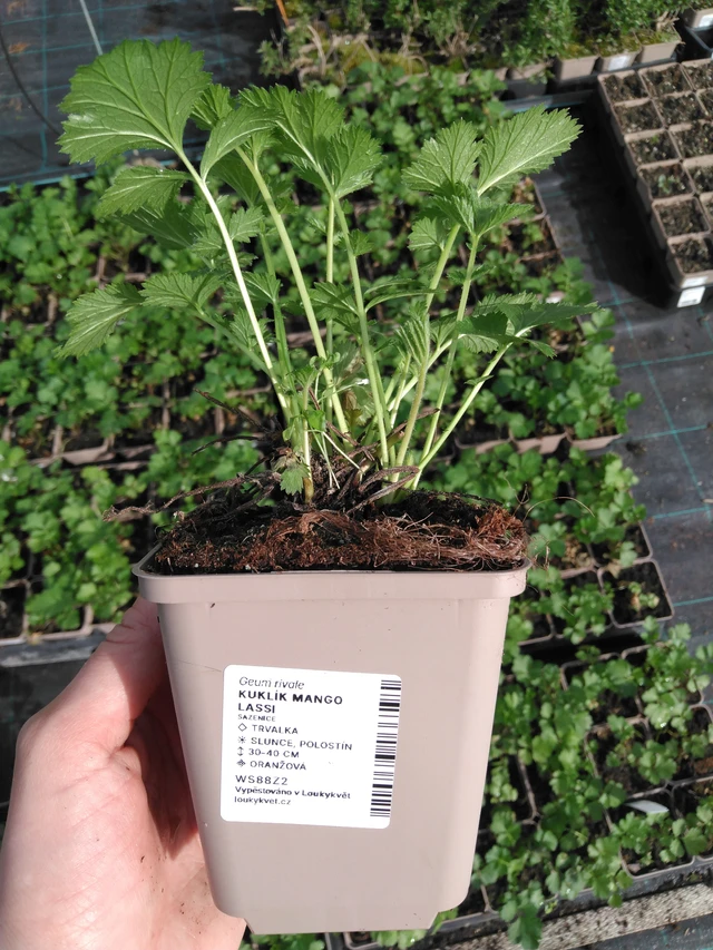 Kuklík Mango Lassi - 2024