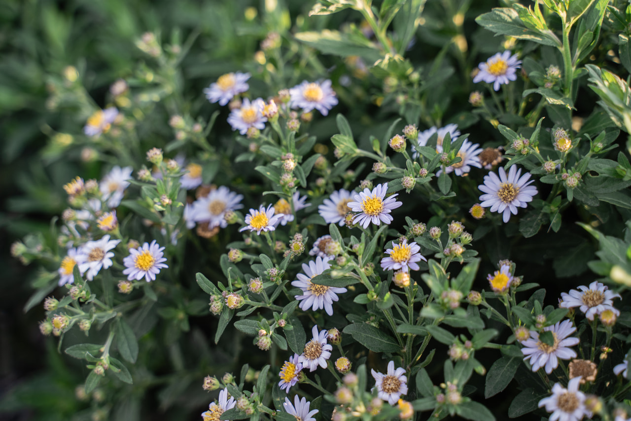 Astra ageratoides Stardust, Loukykvět