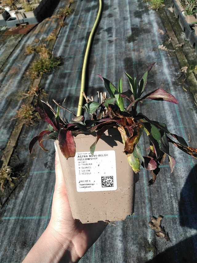 Őszirózsa novi-belgii Fellowship - 7. 4. 2026