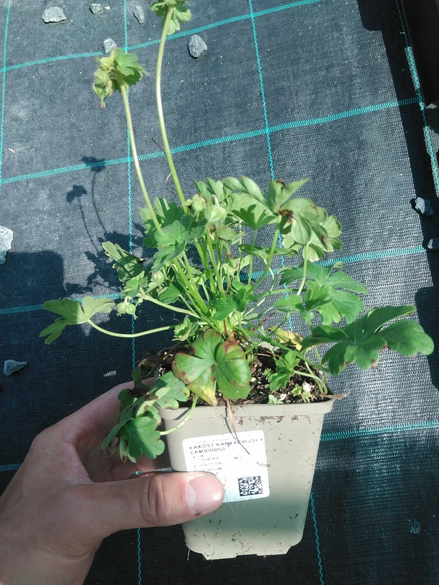 Kurjenpolvi Cambridge - 24. 6. 2025