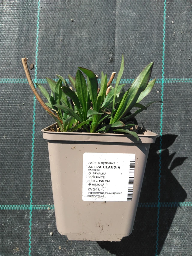 Aster Claudia - 3. 4. 2025