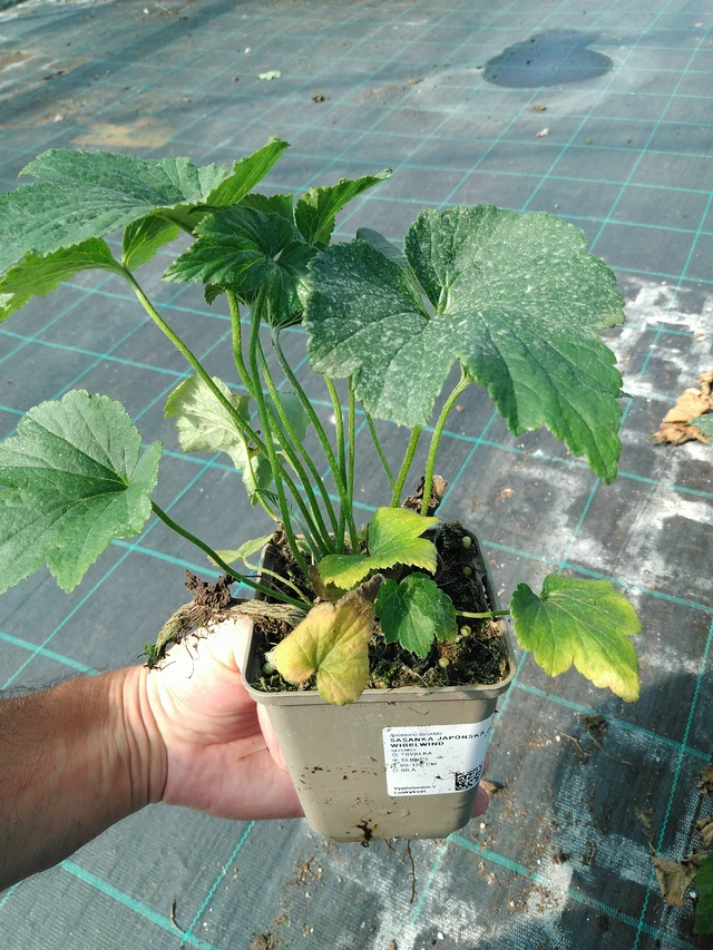 Sasanka japonská Whirlwind - 19. 8. 2025