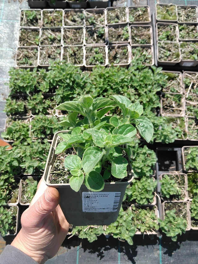 Myskimalva Menthe - 13. 5. 2025