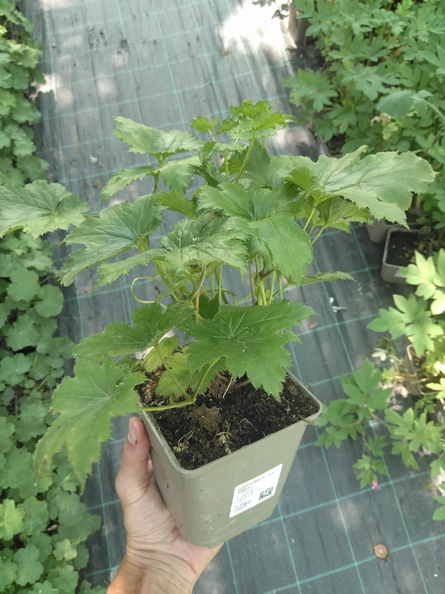 Ploštičník Silver Dance - 24. 6. 2025