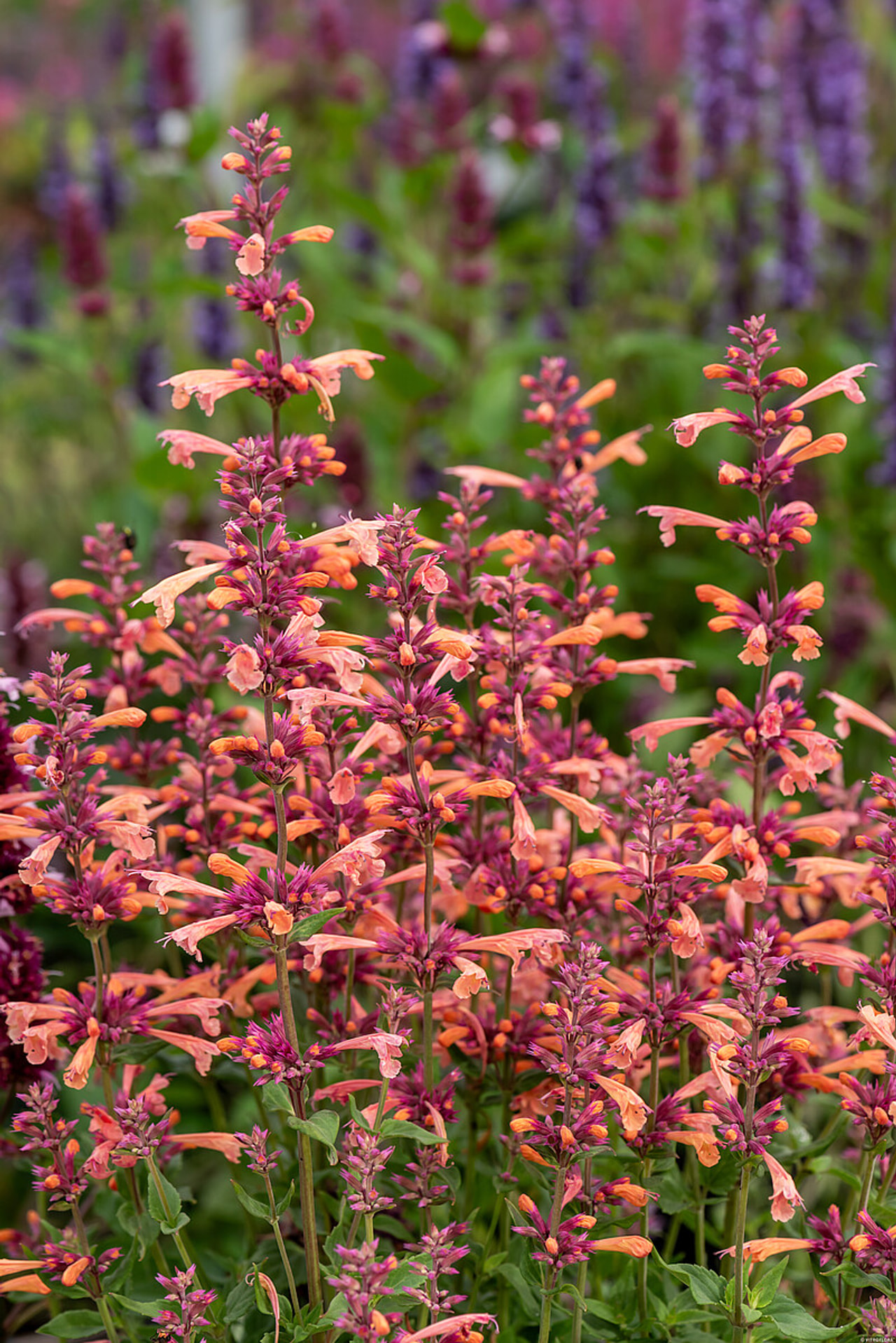 Agastache Mango Tango, Loukykvět