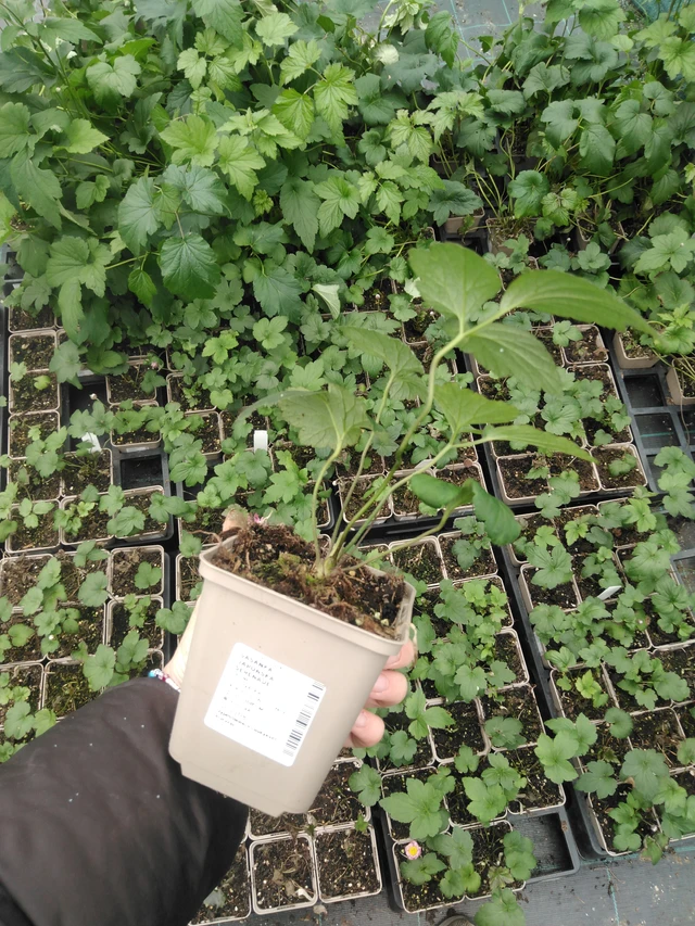 Sasanka japonská Serenade - 2024