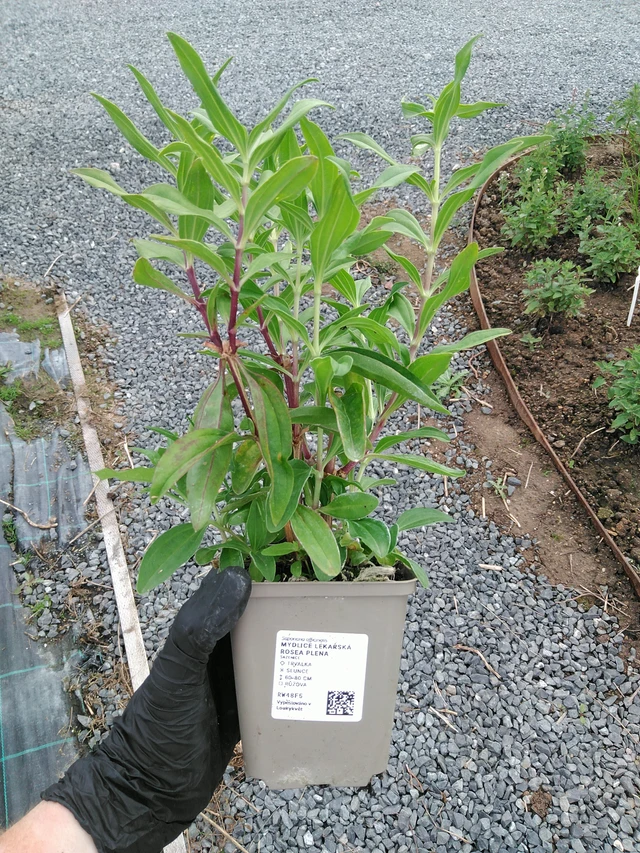 Saponaria officinalis Rosea Plena - 10. 9. 2025