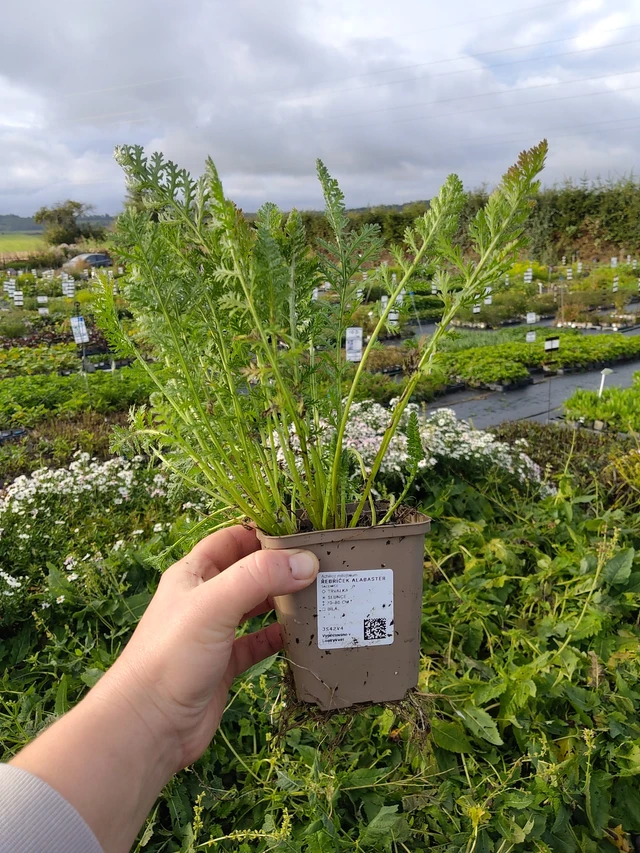 Řebříček Alabaster - 9. 10. 2025