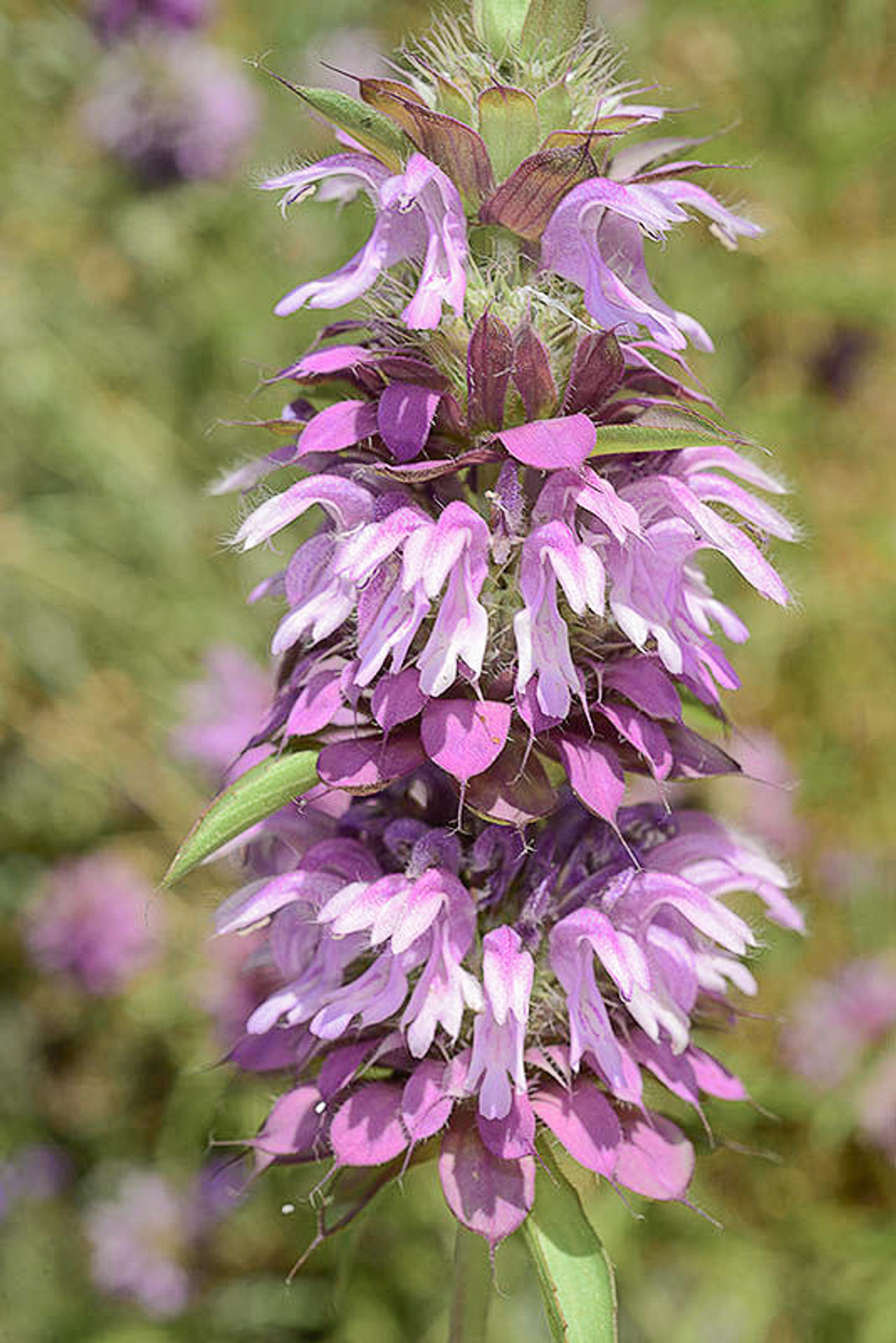 Monarda citriodora, Loukykvět