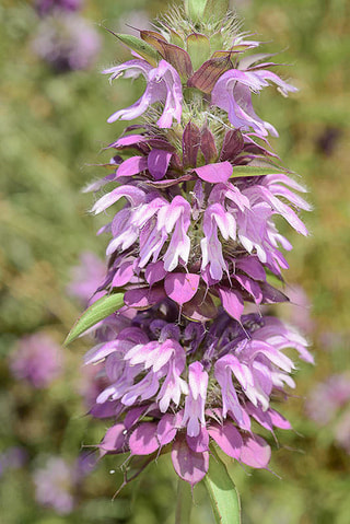 Monarda citriodora, Loukykvět