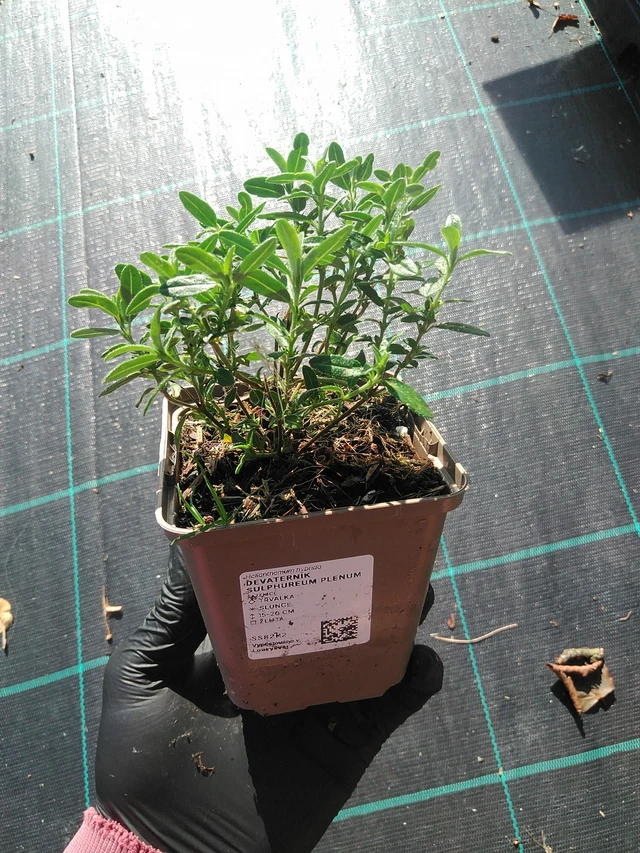 Aurinkoruusu Sulphureum Plenum - 1. 9. 2025