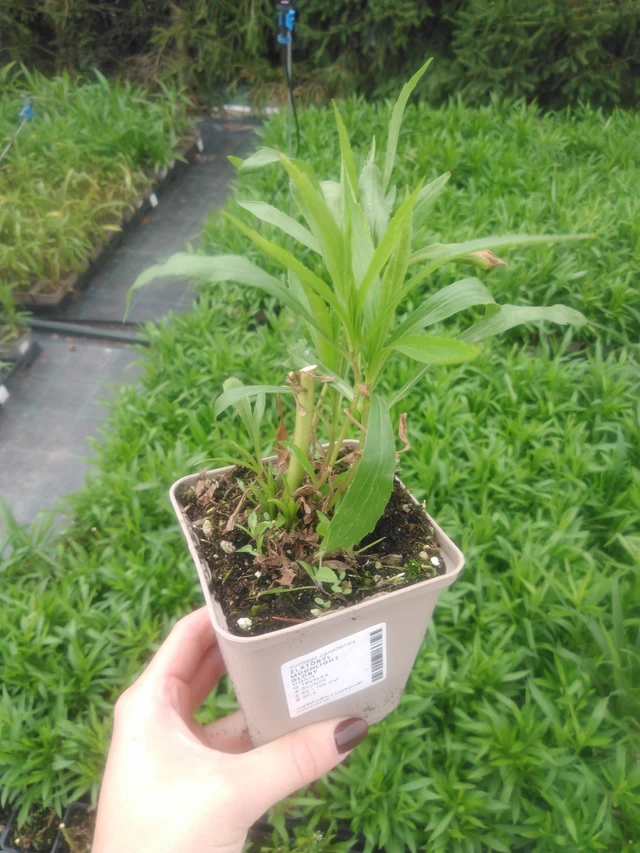 Zlatobýl Moonlight Glory - 2024