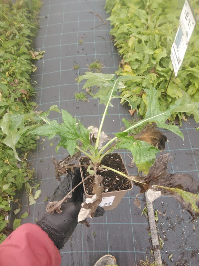 Pallo-ohdake modrý - 23. 10. 2025