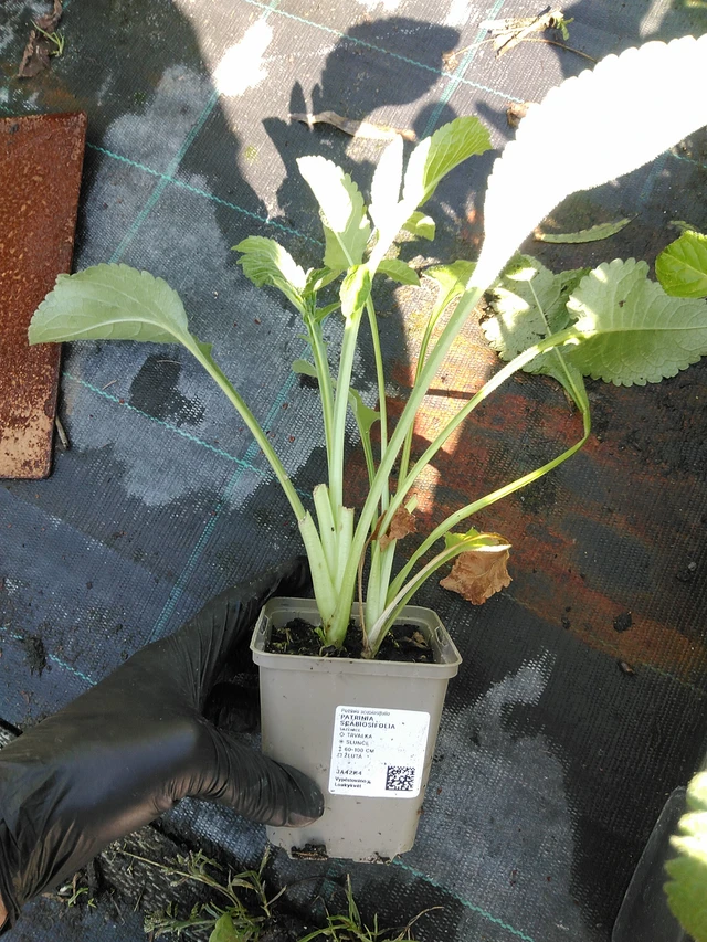 Patrinia scabiosifolia - 19. 8. 2025