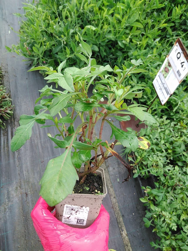 Cosmos Eclipse - 29. 7. 2025