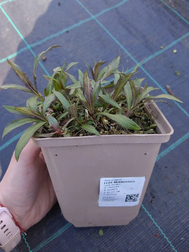 Lángvirág Minnehaha - 27. 3. 2026