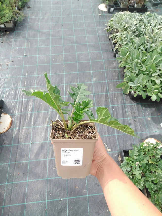 Bear's Breeches měkký - 10. 9. 2025