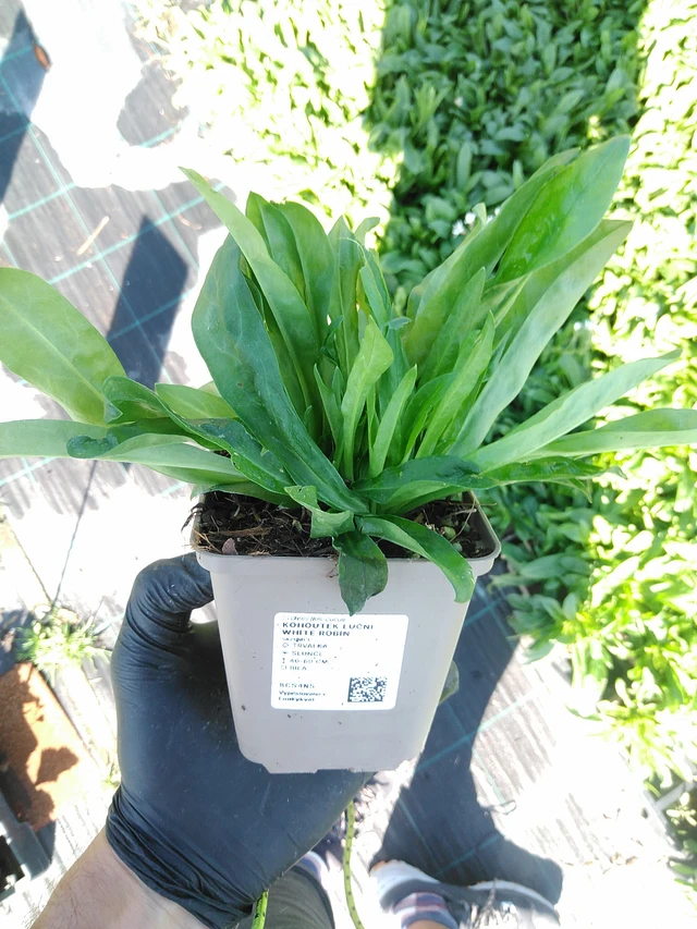 Lychnis flos-cuculi White Robin - 19. 8. 2025