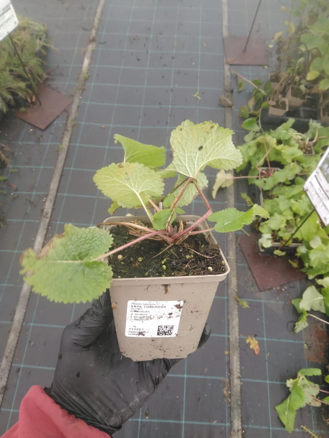 Sápa Tuberosa - 23. 10. 2025