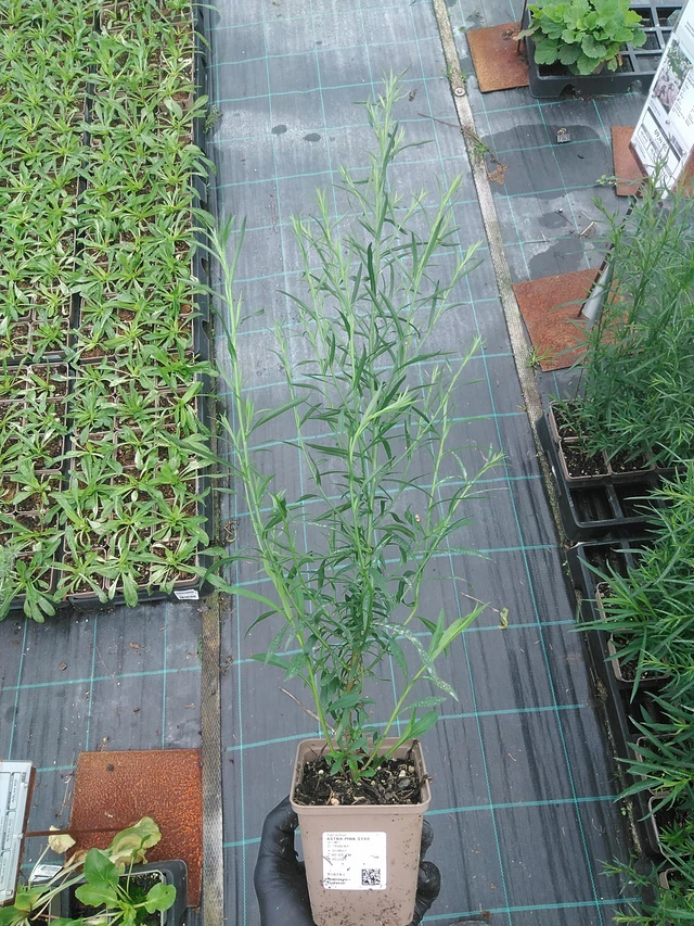 Aster Pink Star - 4. 8. 2025