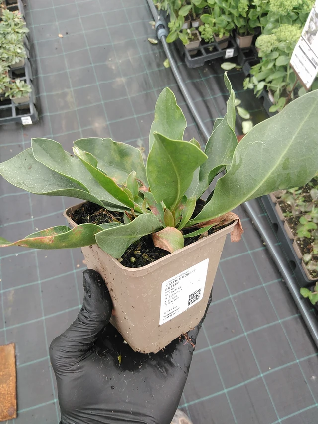 Statice Robert Butler - 4. 8. 2025