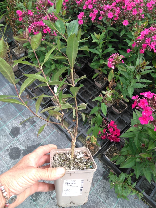 Flox Sweet Summer Wine - 2024