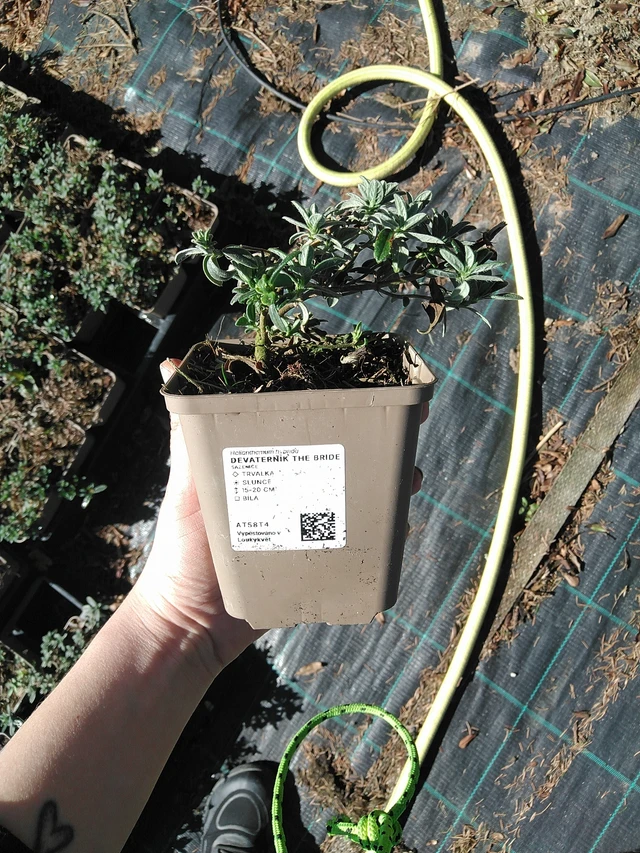 Hélianthème The Bride - 7. 4. 2026