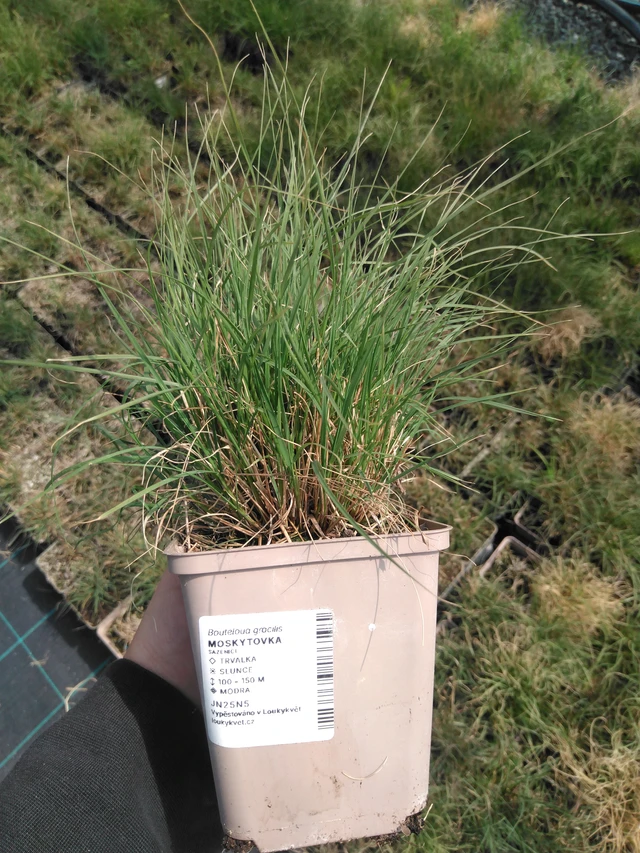 Moskytovka - 13. 5. 2025