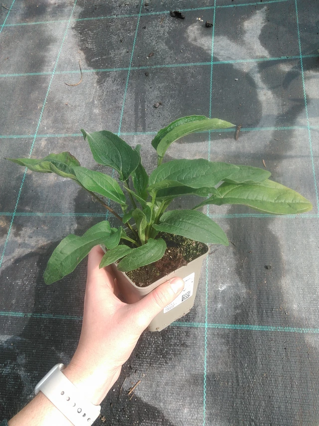 Echinacea Magnus - 17. 7. 2025