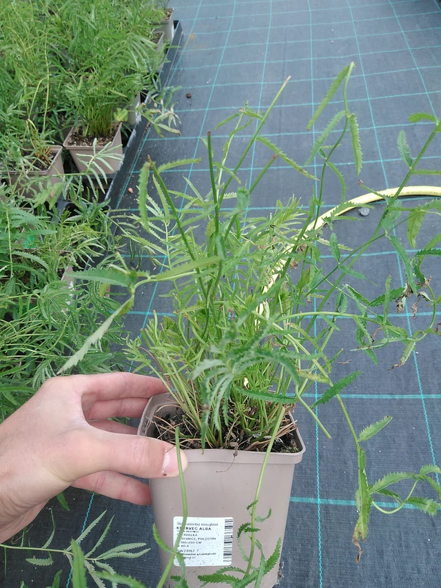 Krvavec Alba - 24. 6. 2025