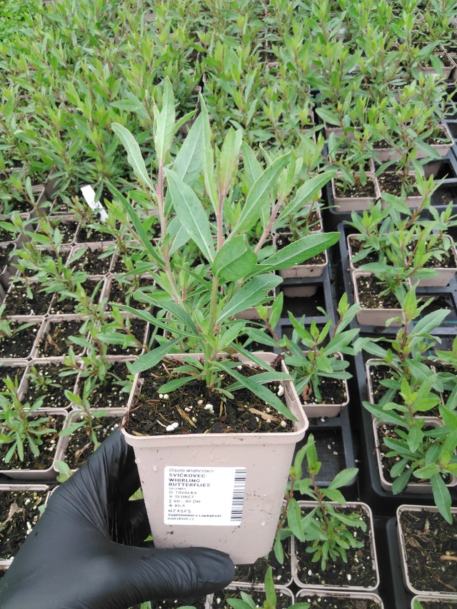 Svíčkovec Whirling Butterflies - 2024