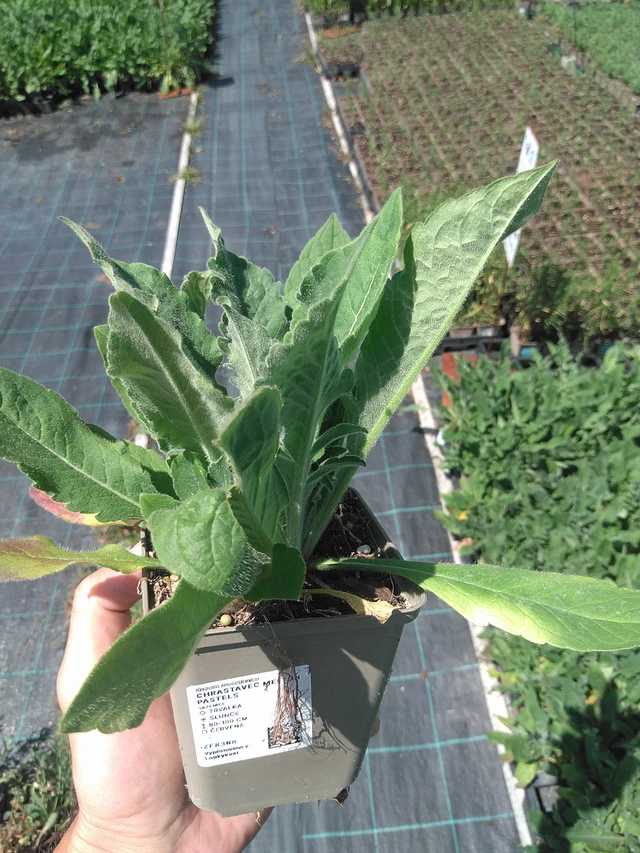 Chrastavec Melton Pastels - 24. 6. 2025