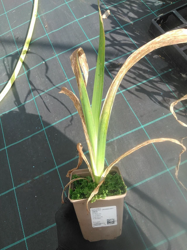 Iiris Cranberry Swirl - 13. 10. 2025