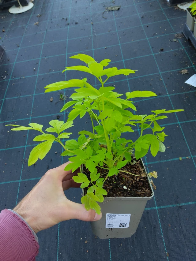 Srdcovka White Gold - 17. 9. 2025